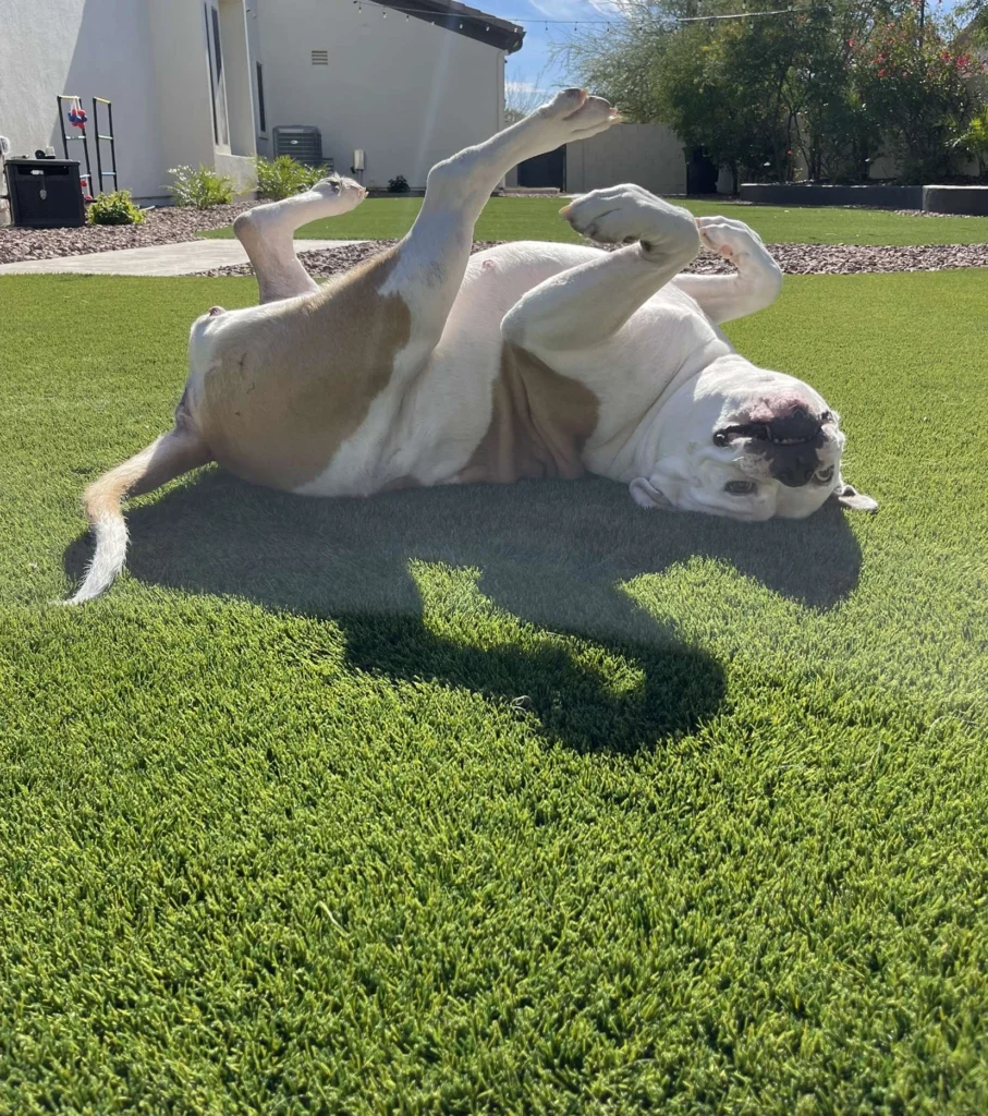 A large dog with a light brown and white coat playfully rolls on its back on a grassy lawn. The sun casts a clear shadow, and a white house with a garden is visible in the background.