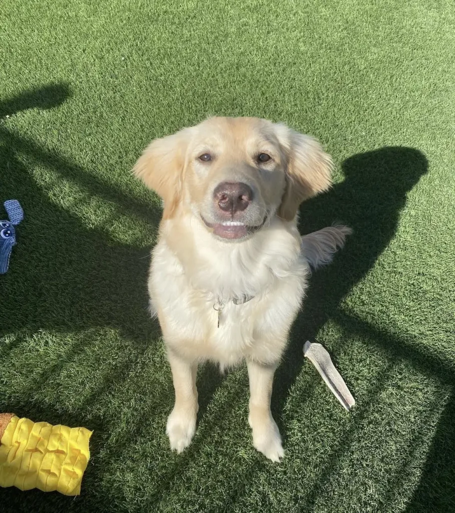 A golden retriever sits on green grass, looking up with a happy expression. Nearby are a yellow chew toy and a bone. Shadows fall across the lawn, indicating bright sunlight.