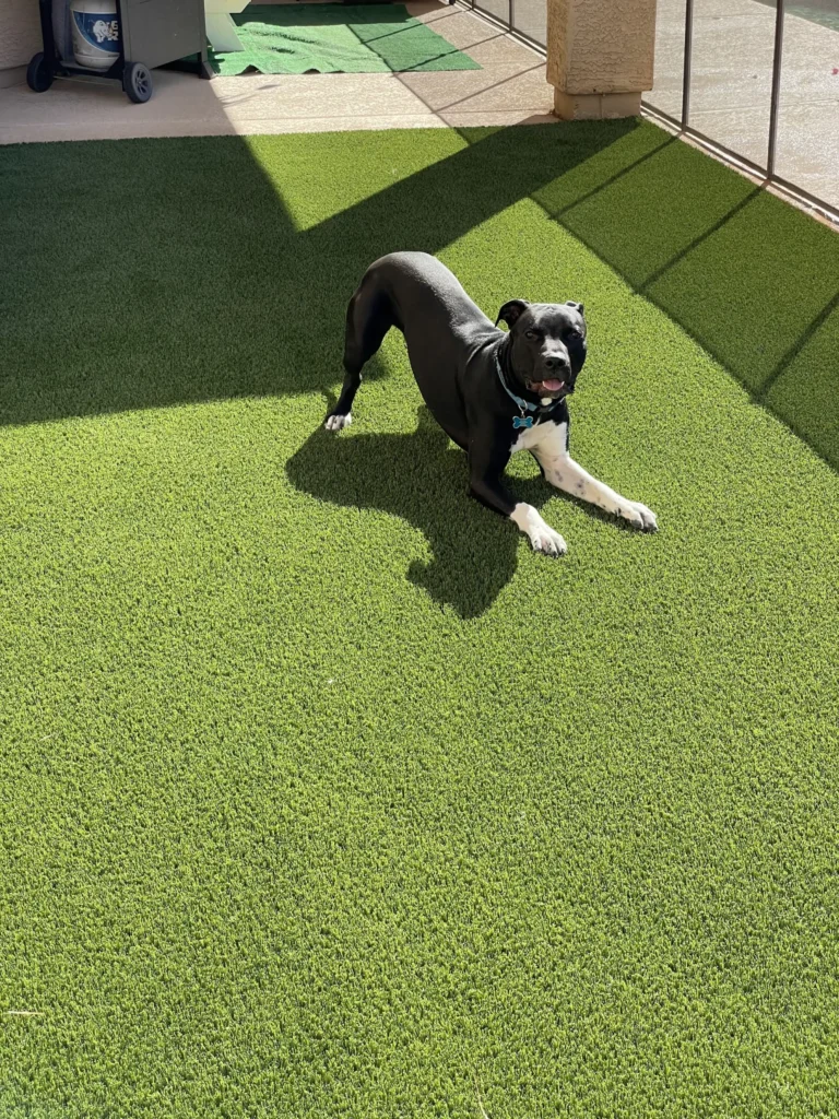 A black and white dog lies on artificial grass in a sunlit patio, looking cheerful with its mouth open. A recycling bin and shadows from the fencing are visible in the background.