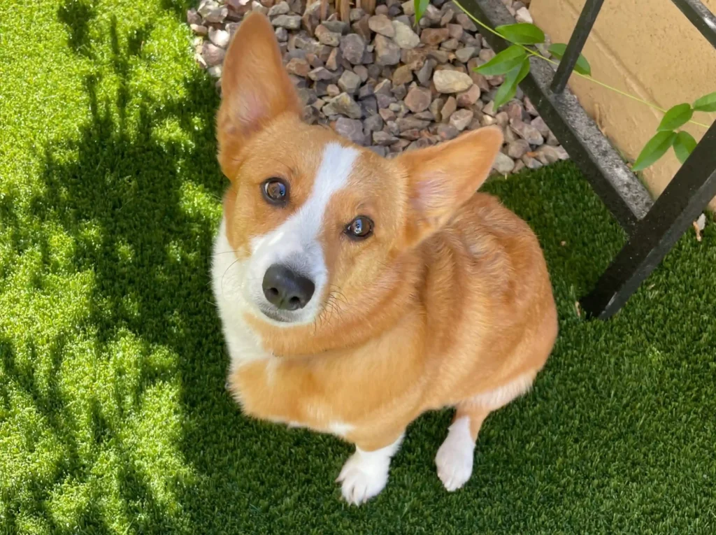 A brown and white Corgi with large ears looks up with wide eyes while sitting on a lush green lawn. Pebbles and part of a plant are visible in the background.