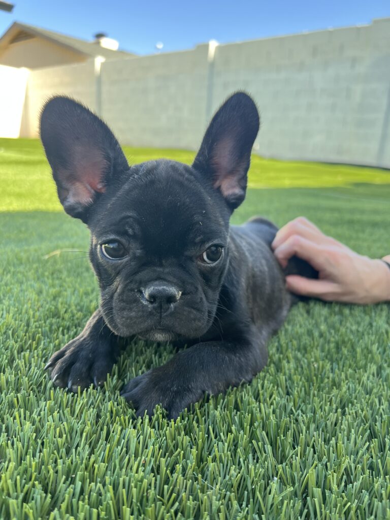 A small black French Bulldog puppy with big ears lounges on Tempe's Pet Turf Experts' lush green grass. A hand gently pets it while a white fence and house stand in the background beneath a clear blue sky.