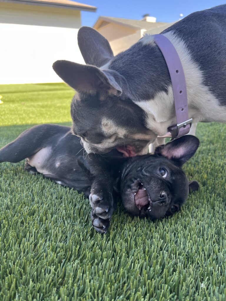 Two French Bulldogs frolic on a grassy lawn crafted by Chandler's Pet Turf Experts. An adult dog licks a black puppy, its eyes wide and mouth open. The adult sports a purple collar, with a white building gleaming in the clear sky backdrop.