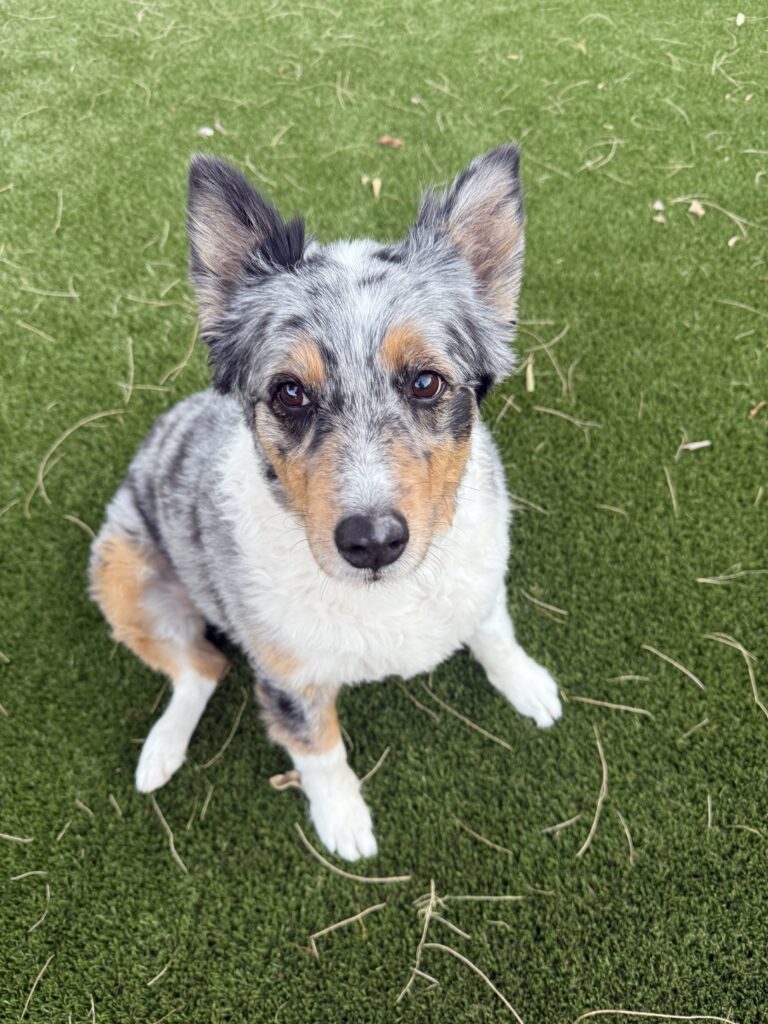 A blue merle Australian Shepherd with a mix of black, gray, and tan fur sits attentively on the lush expanse created by Tempe's Pet Turf Experts. The dog, with perky ears, gazes up at the camera while scattered twigs and leaves punctuate the vibrant grass.
