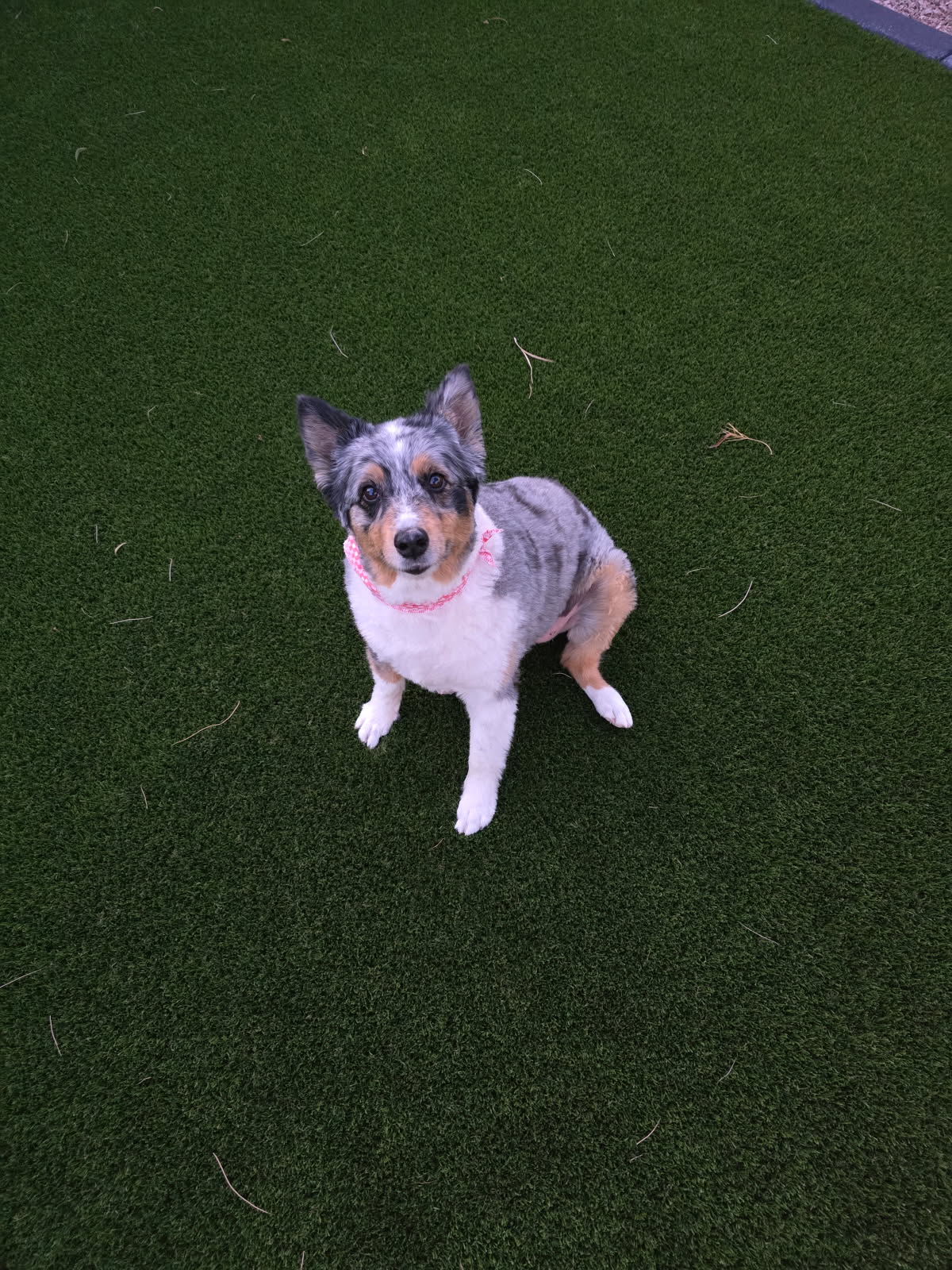 A small dog with a multicolored coat and a pink collar sits on lush green turf installed by Chandler's Pet Turf Experts. The dog looks up with alert ears and a curious expression, surrounded by sparse tufts of grass.