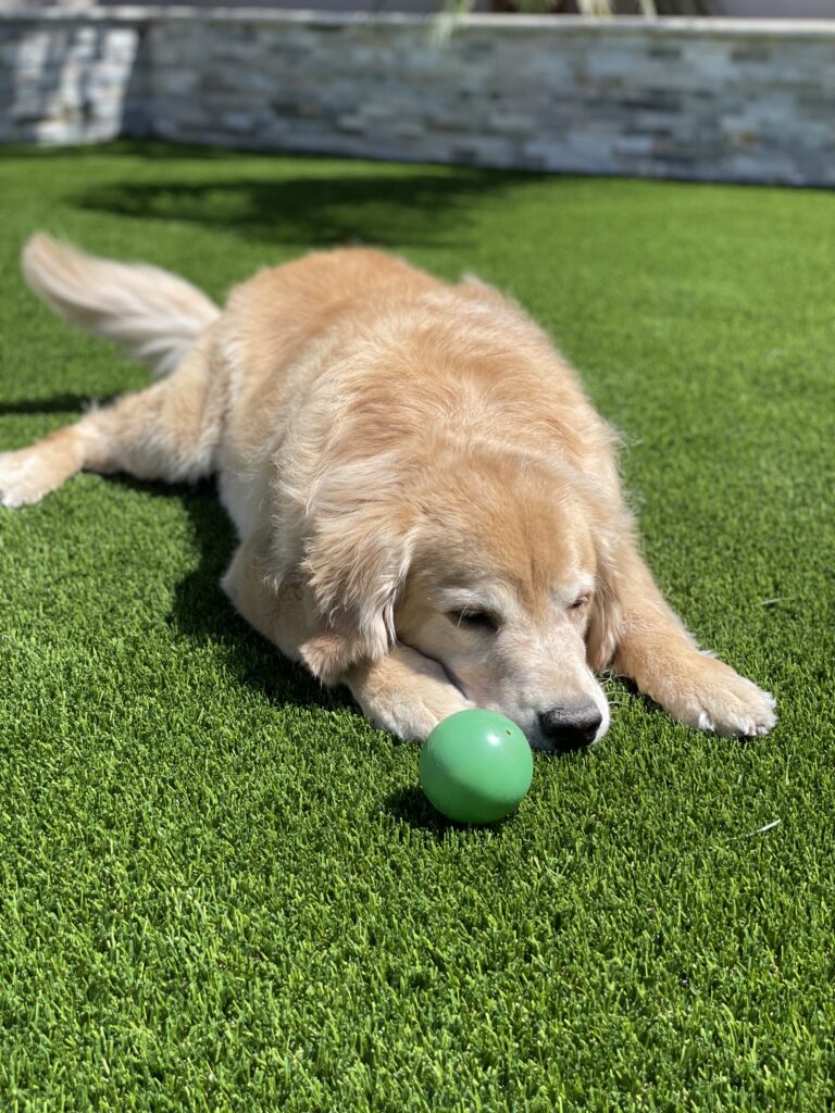 A golden retriever relaxes on Chandler's Pet Turf Experts' lush green lawn, gazing intently at a small green ball. Bright sunlight highlights its fur and the vibrant grass, with a stone wall providing a serene backdrop.