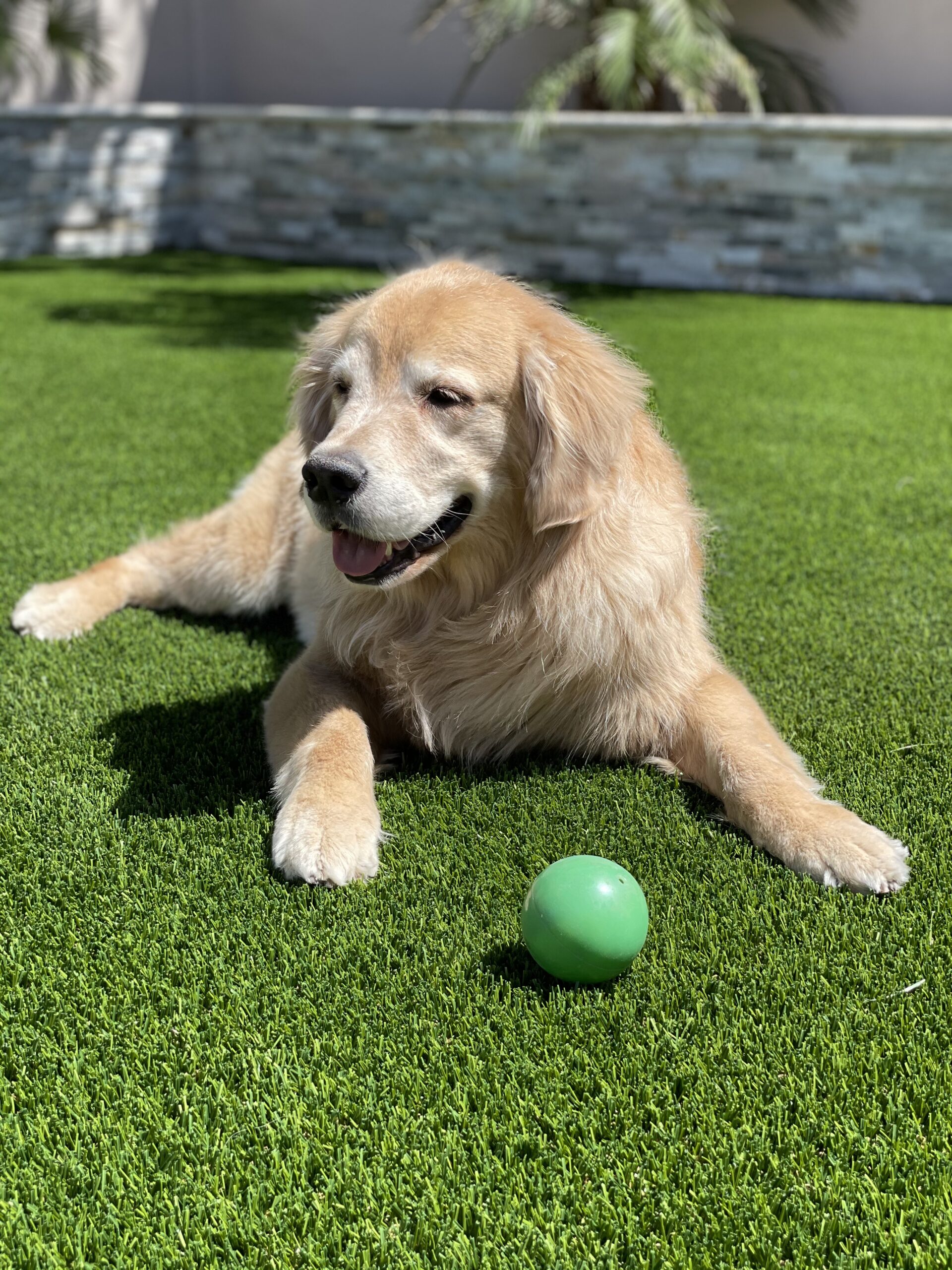 A Golden Retriever rests contentedly on Chandler's Pet Turf Experts' vibrant green grass, a green ball beside him. The background showcases a stone wall and swaying palm leaves, all under a bright, sunny sky.