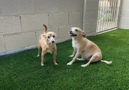 Two tan dogs on Chandler's Pet Turf Experts' artificial grass next to a brick wall. The dog on the left stands alert, while the one on the right sits with its mouth slightly open, gazing upwards. A wire fence completes the scene in the background.