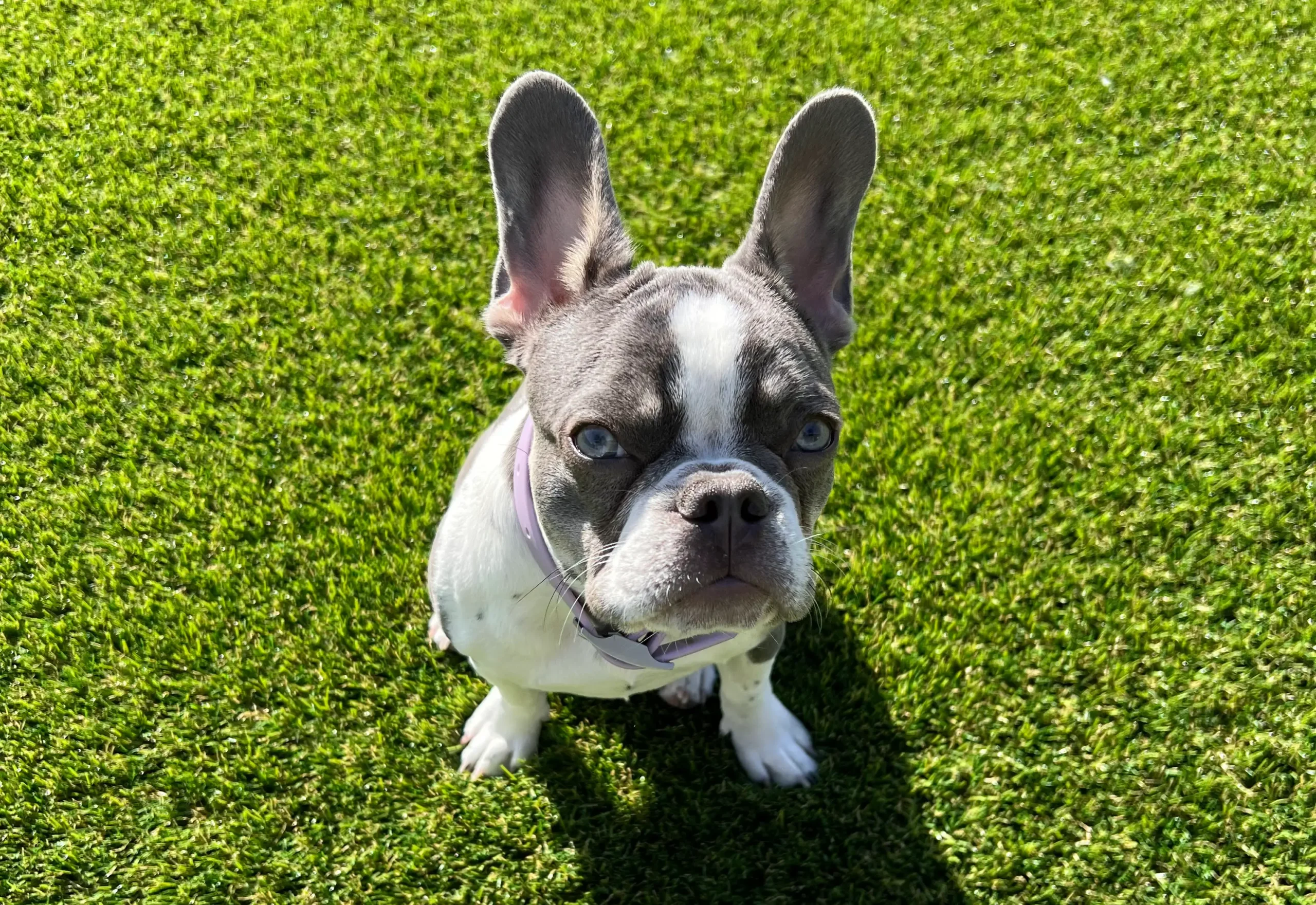 A French Bulldog with a grey and white coat sits on vibrant green grass from Chandler's Pet Turf Experts, looking up with its large ears perked. The sun casts a shadow behind the dog.